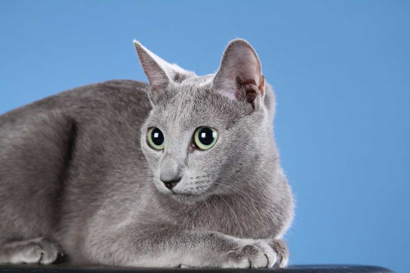 Подборка русских кошек: породы, выведенные в россии, их особенности, фото и описание