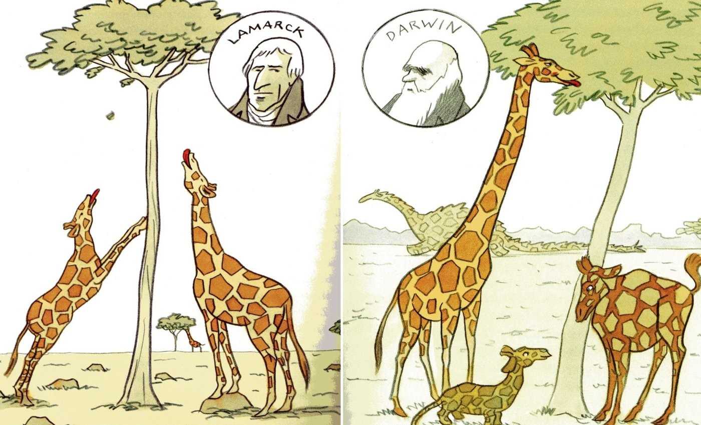Любопытные факты о жирафах :: инфониак
