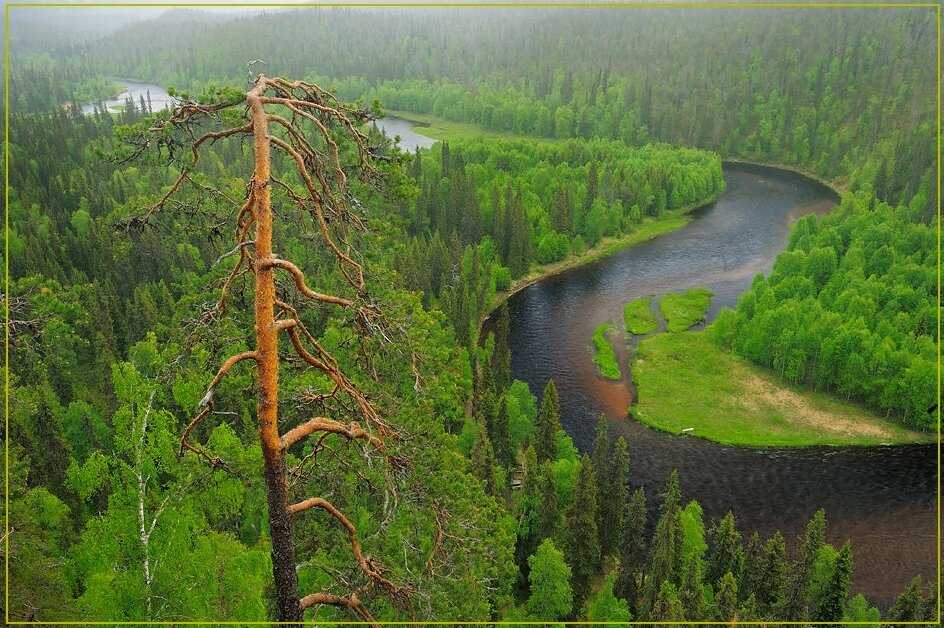 Животный мир природных зон россии: места обитания и разнообразие флоры и фауны в тайге и пустыне