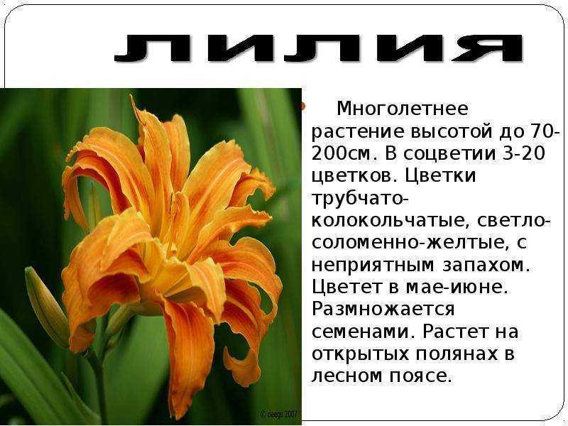 Растения, занесенные в красную книгу ставропольского края: названия, описание и фото — природа мира