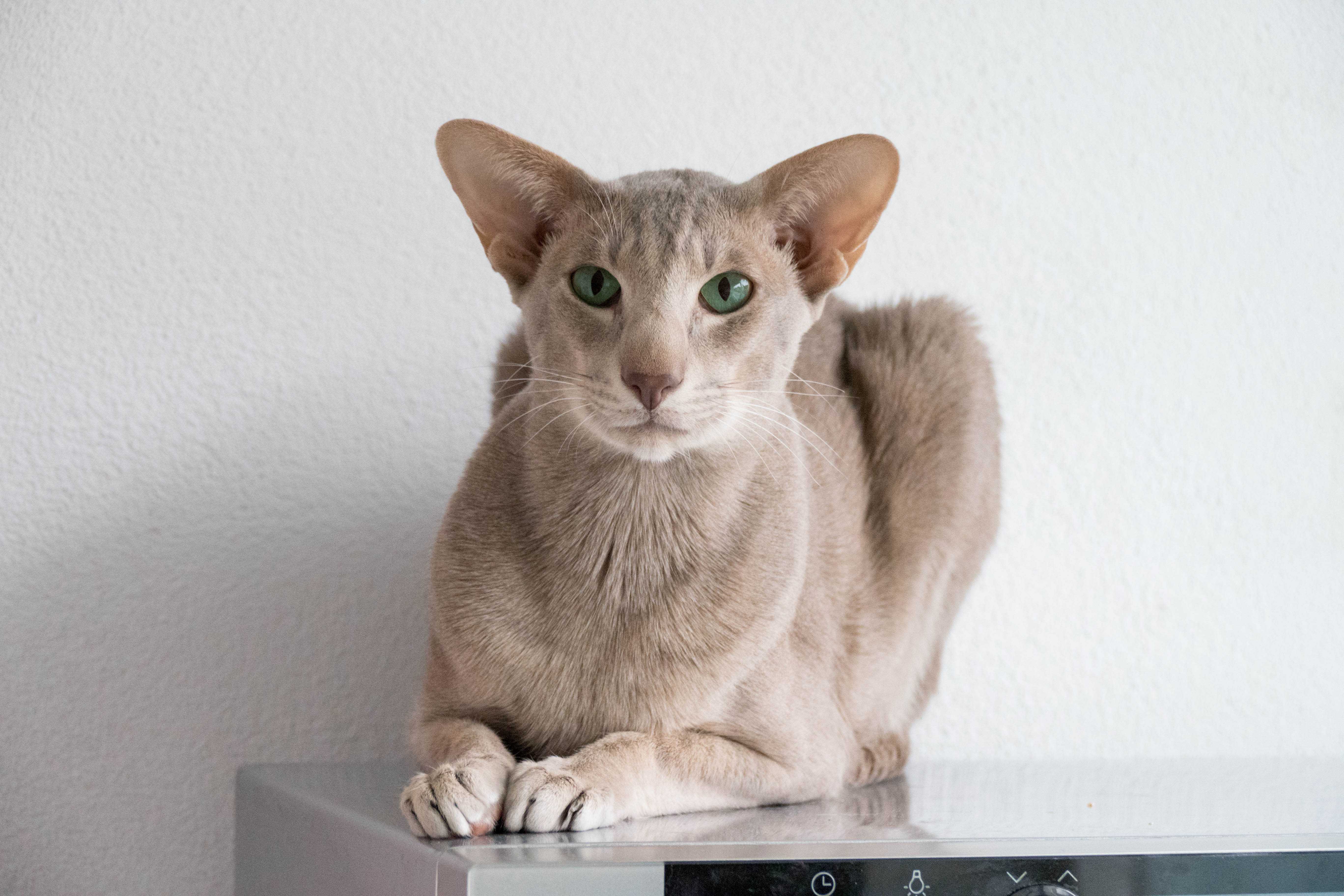 Самые умные породы кошек: топ 10 с фото и названиями