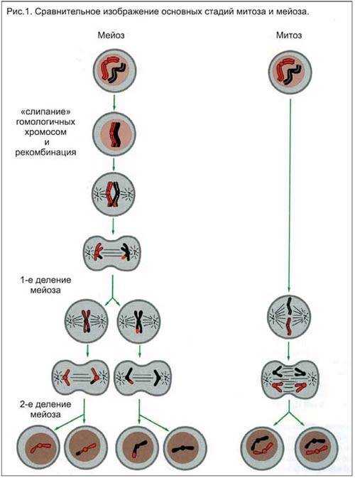 Дочерних клетках любого организма при митозе образуется. Набор хромосом в дочерней клетке при мейозе. Набор дочерних клеток митоза и мейоза.
