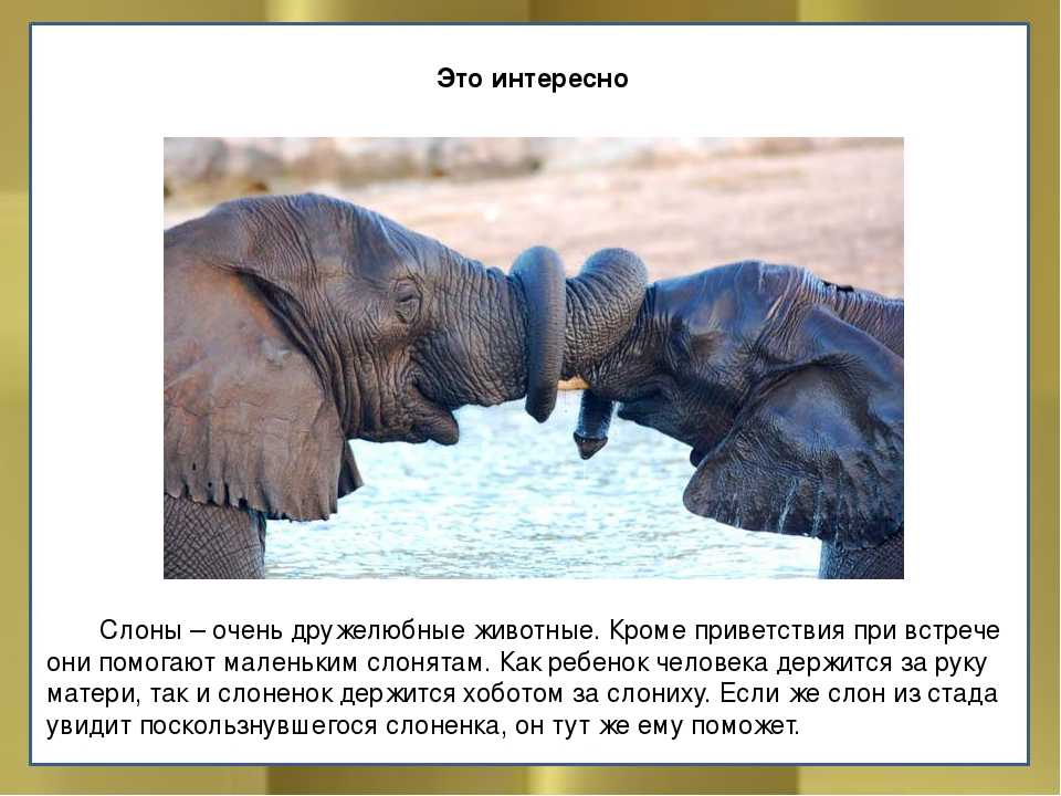 Самые интересные факты о слонах - kotemotel.ru