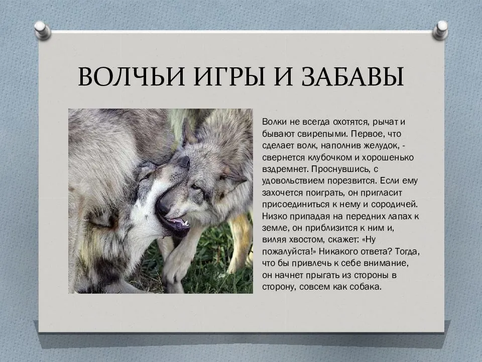 Волк животное. образ жизни и среда обитания волка | животный мир