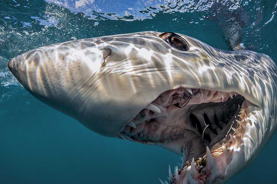 Топ-10 самых кровожадных 🌴 хищников морей и океанов 🌊