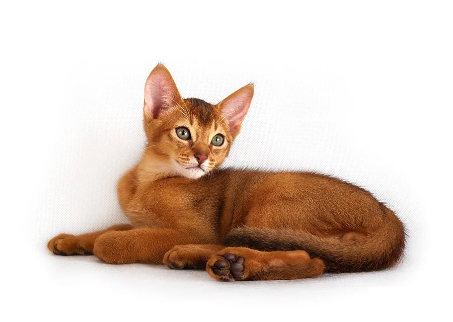 Топ 10 самых популярных пород кошек - названия, описание и фото — природа мира