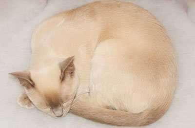 Кошки каких пород могут иметь полосатый окрас: фото и названия котов-полосатиков