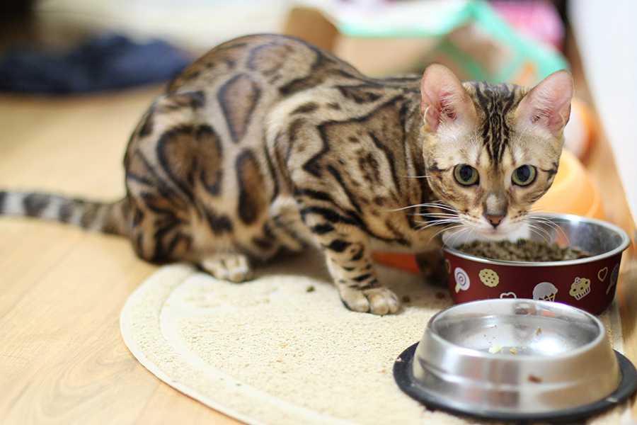 Чем кормить бенгальского котенка: меню по возрастам | ваши питомцы