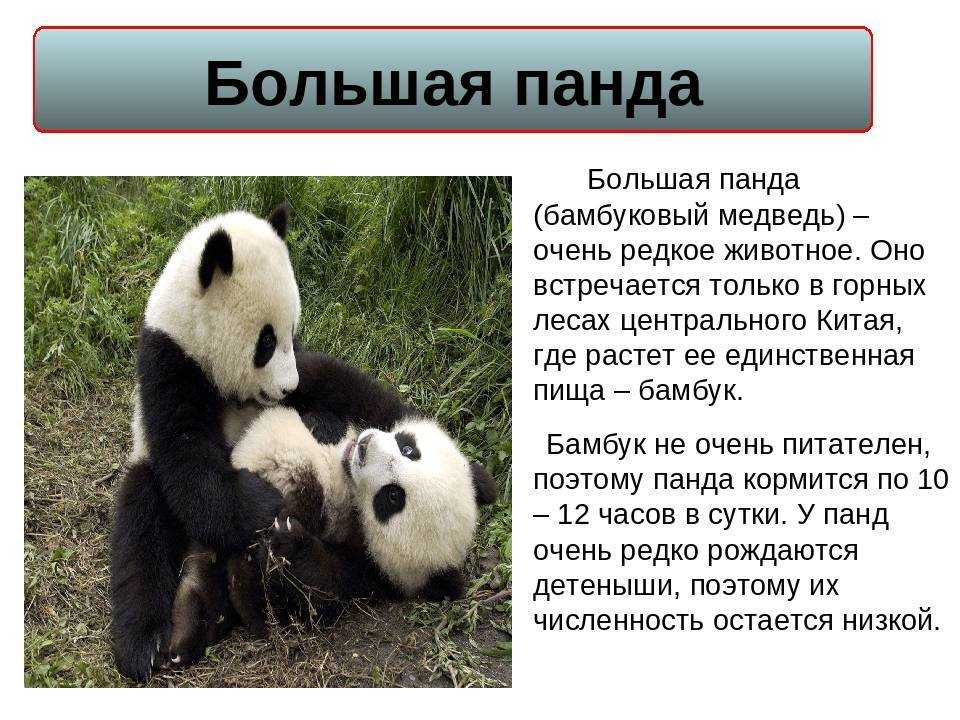 Все о пандах
