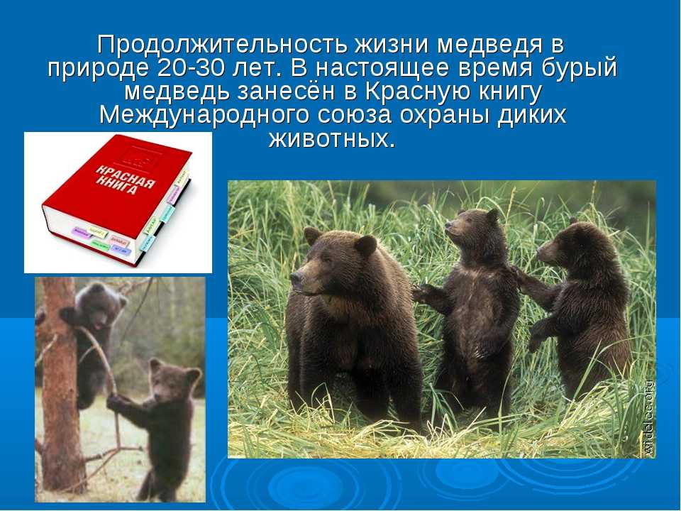 Бурый медведь (ursus arctos): виды, фото, интересные факты