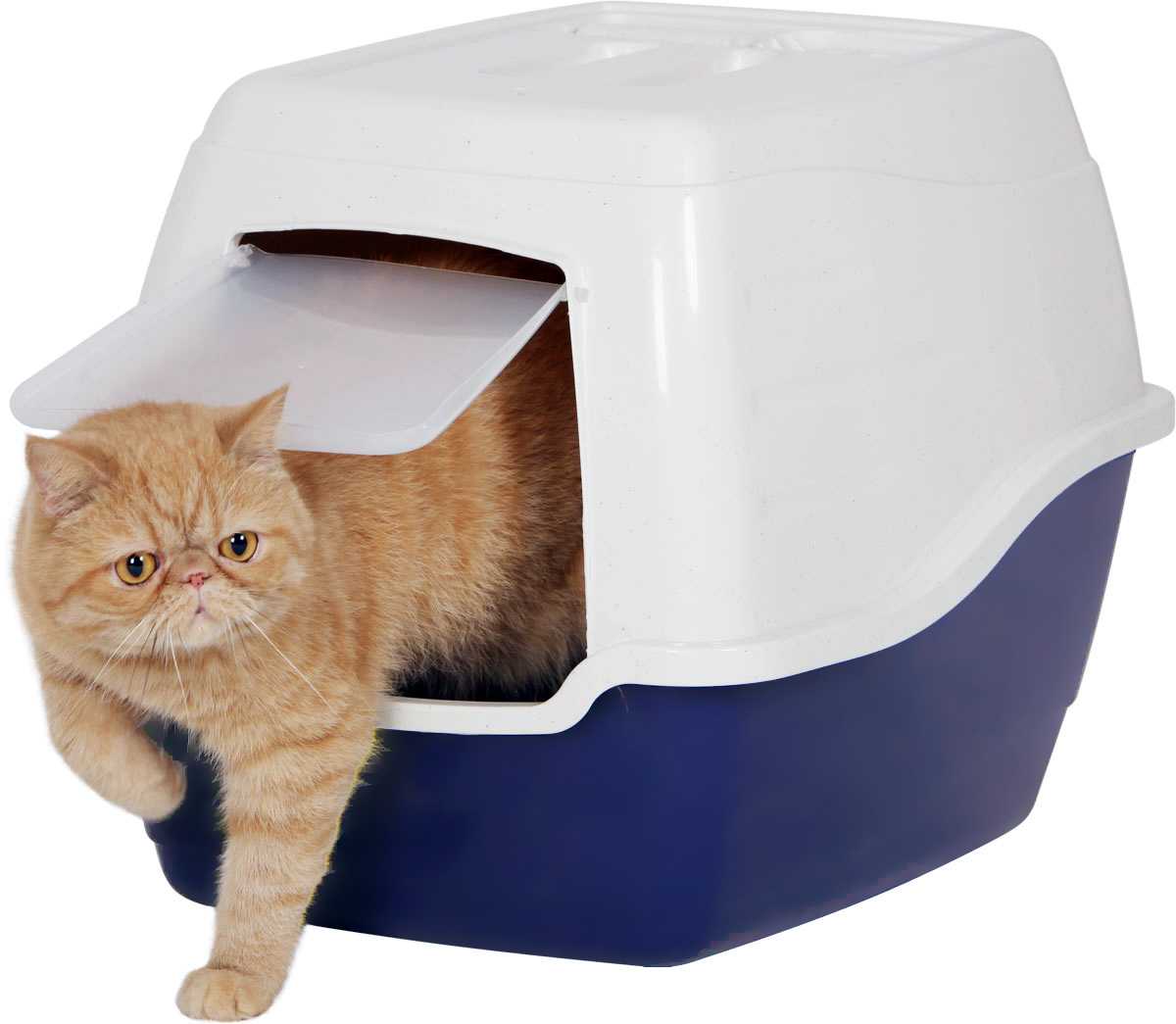 Лоток для кошки: как выбрать, какой лучше? закрытый лоток для кошек, биотуалет