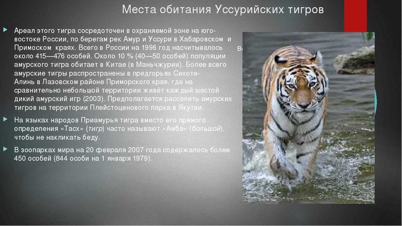 Тигр амурский • описание, фото, особенности питания, распространение