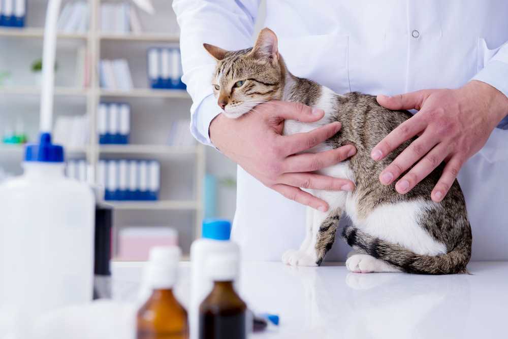 Мастит у кошек: симптомы, причины, лечение, профилактика
