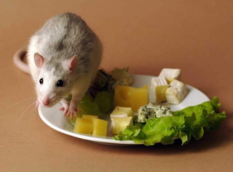 Что можно и что нельзя давать крысам — подробная таблица продуктов