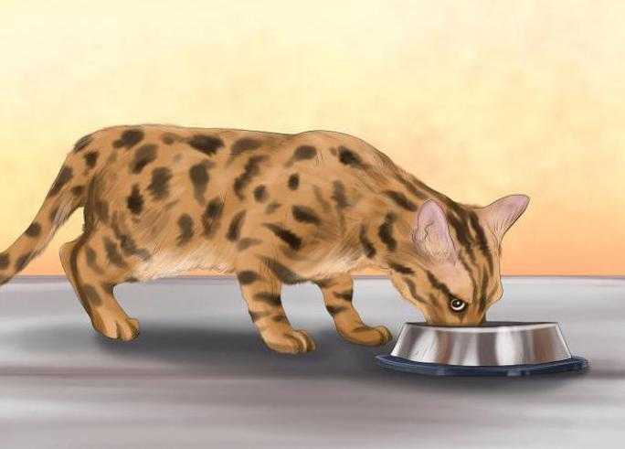 Список кормов для кормящих кошек