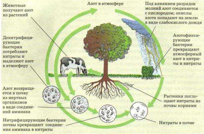 Какие организмы усваивают азот. Круговорот азота. Биологический круговорот азота. Круговорот углерода в биосфере. Круговорот веществ азота схема.