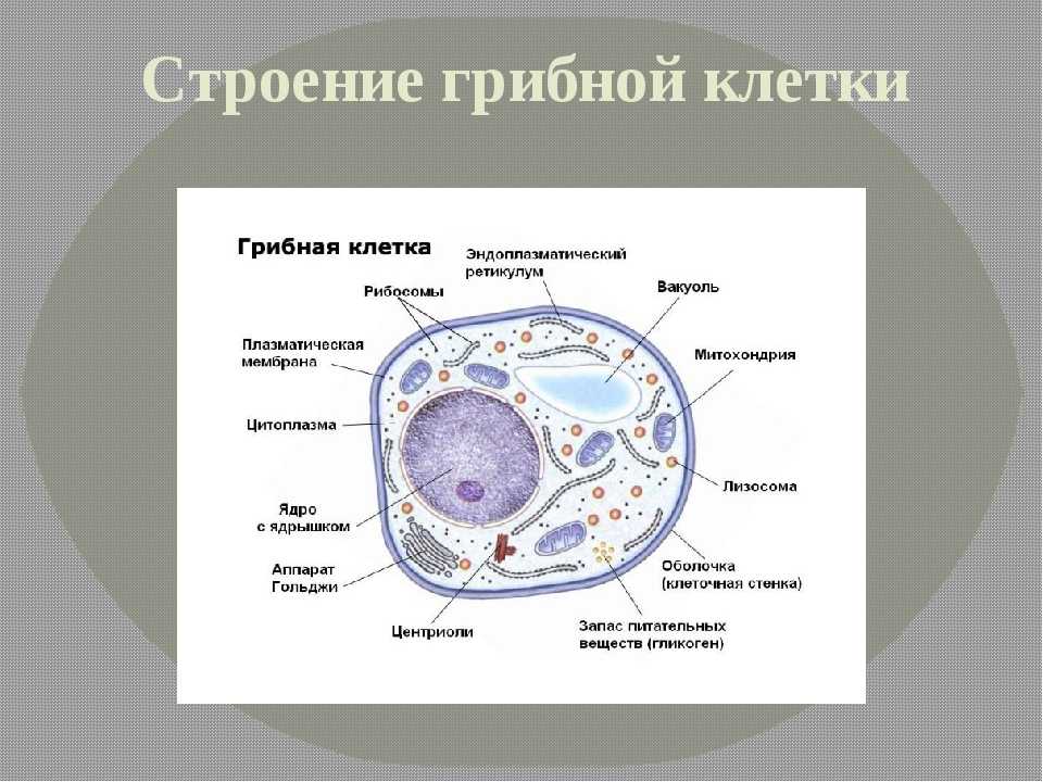 В клетках грибов есть ядро. Строение эукариотической клетки грибов. Строение эукариотической клетки гриба. Строение клетки подпишите органоиды грибной клетки.. Строение эукариотной (грибной) клетки.