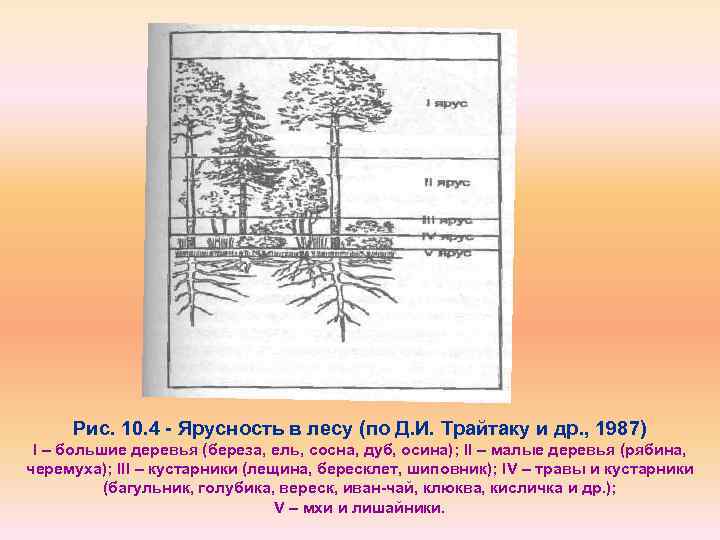 Растения 4 яруса леса. Ярусная структура лиственного леса. Ярусность тайги растения. Схема ярусное строение лесного биогеоценоза. Ярусы лесного фитоценоза.