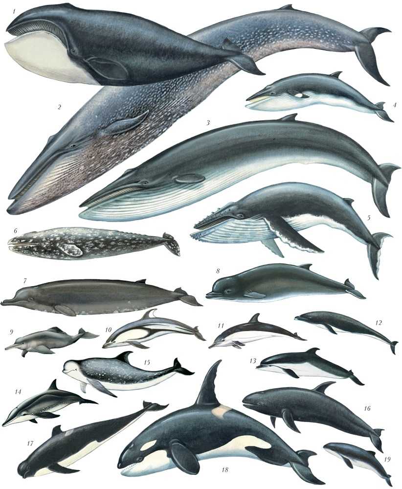 Синий кит: описание, сколько живет и весит, чем питается
