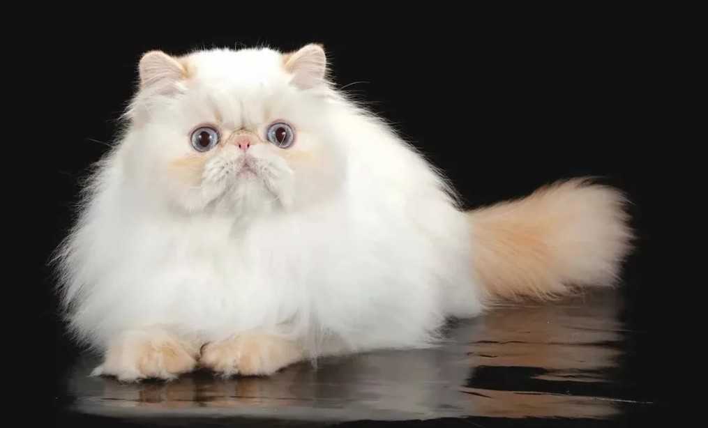 Пятнистые кошки: породы с названиями и фотографиями