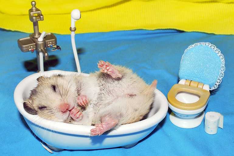 Умеют ли мыши плавать в воде: могут ли грызуны нырять, как научить плавать питомца, фото и видео