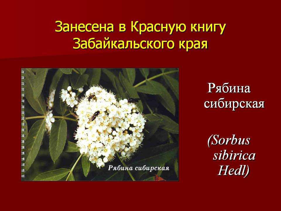 Красная книга забайкальского края – животные, растения, птицы, рыбы | фото и описание