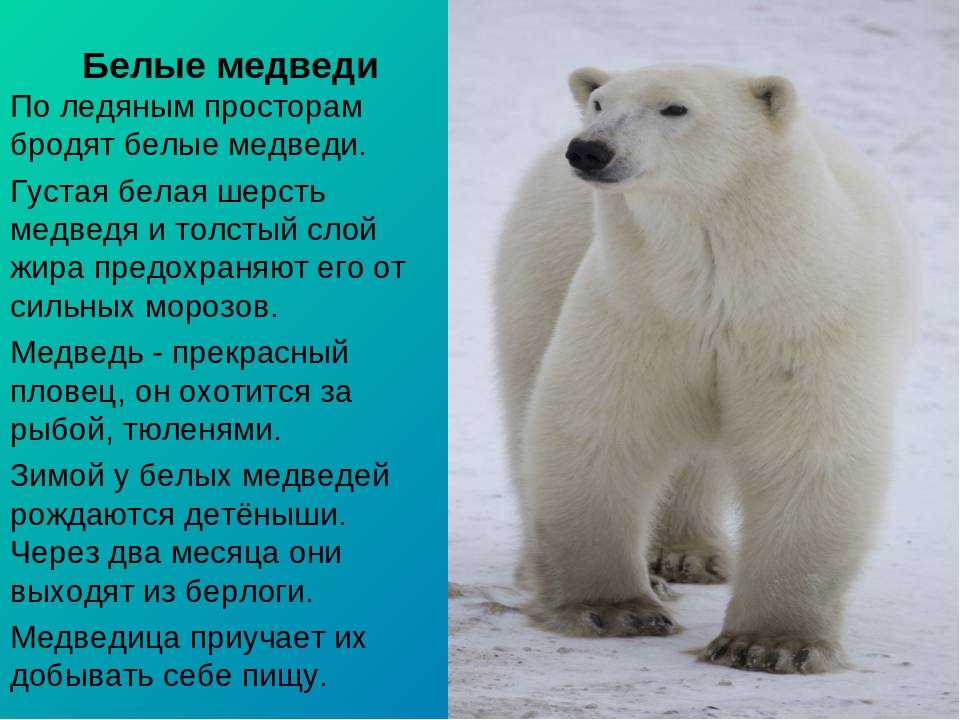 Белый медведь - царь снежных пустынь - удивительный мир животных