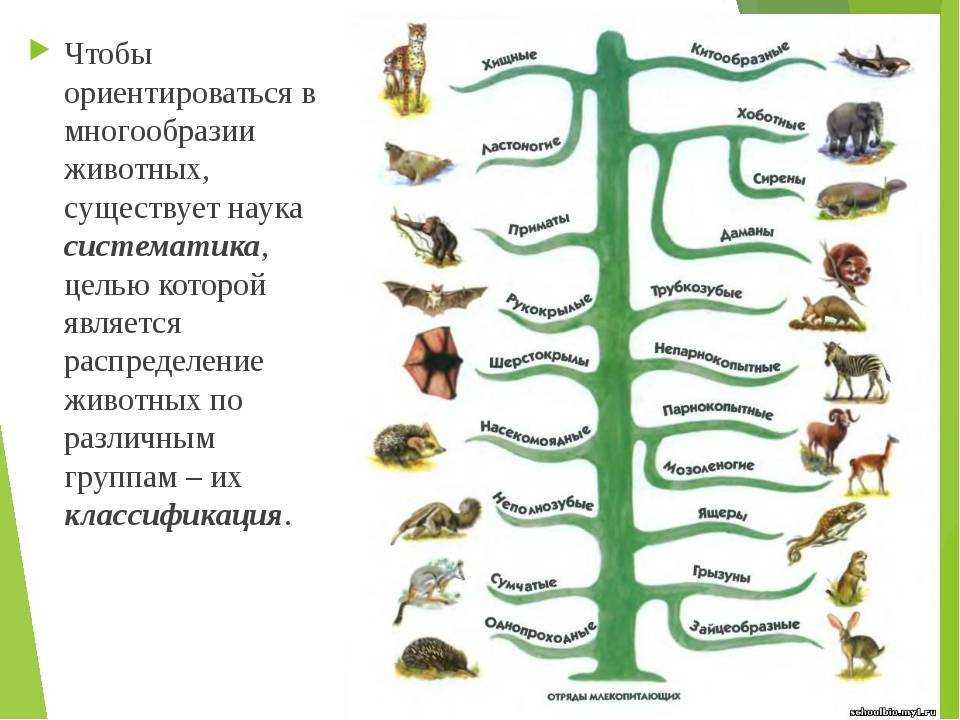 Среда обитания - виды, характеристики и представители