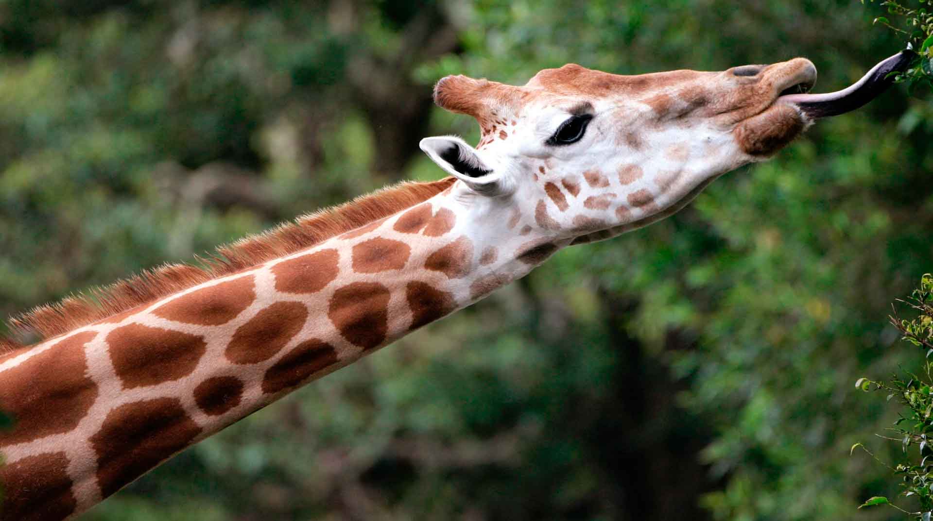 Максимальная скорость жирафа при беге км/ч