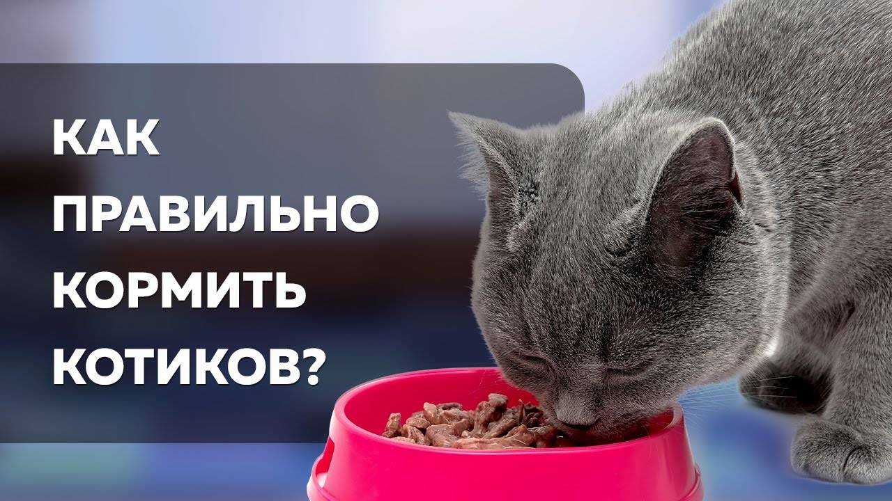 Корм для стерилизованных и кастрированных кошек и котов: какой лучше по составу и отзывам ветеринаров, можно ли кормить питомца обычной едой