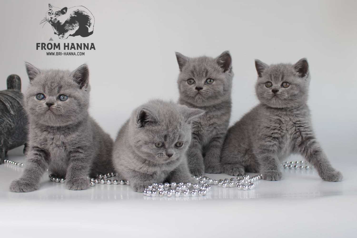Шотландская вислоухая кошка: описание породы с фото, особенности ухода, стоимость котят