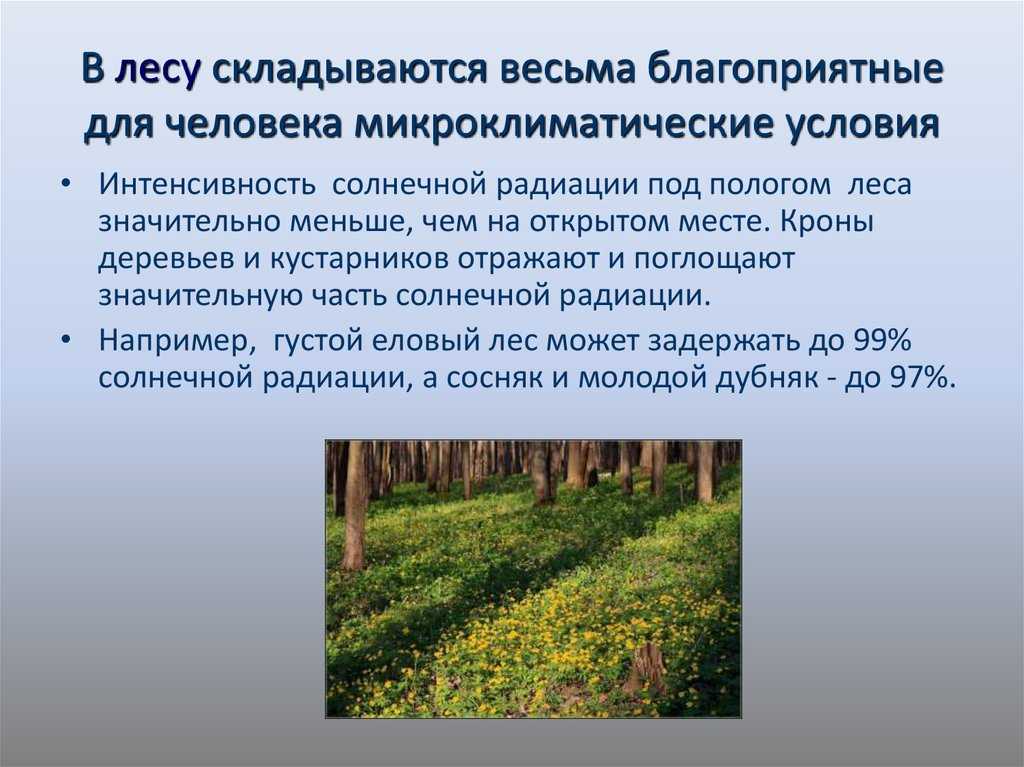 Влияние лесов на природу и жизнь человека