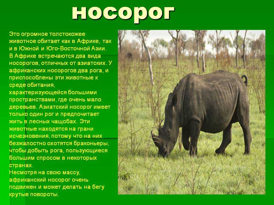 Носорог: описание, образ жизни, виды и место обитания | планета животных