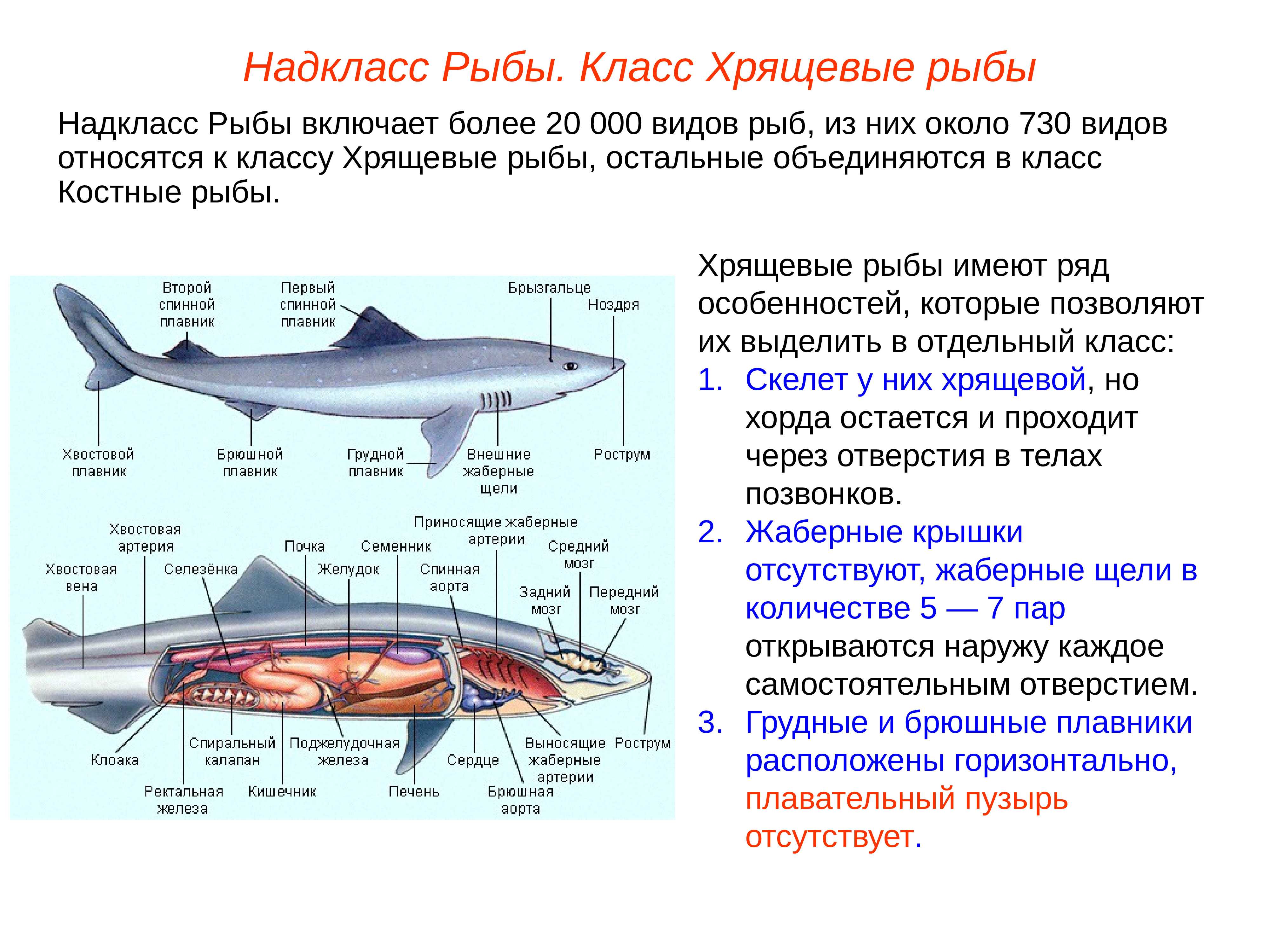 Сколько классов рыб. Внешнее строение хрящевых рыб таблица. Конспект по биологии костные рыбы кратко. Общая характеристика класса рыб биология 7 класс. Класс хрящевые рыбы акулы.