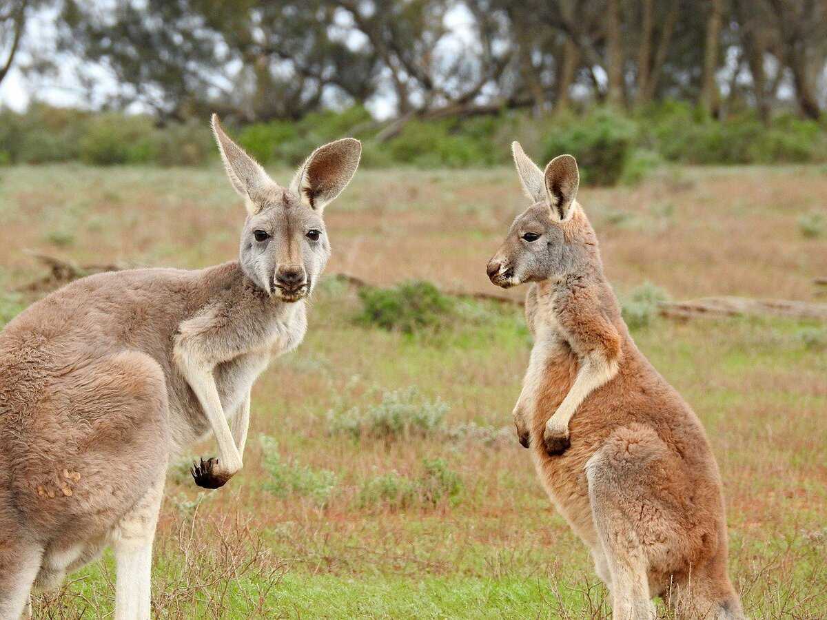 25 удивительных фактов про кенгуру, которые вы могли не знать - zefirka