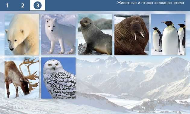 Животные севера (арктики)