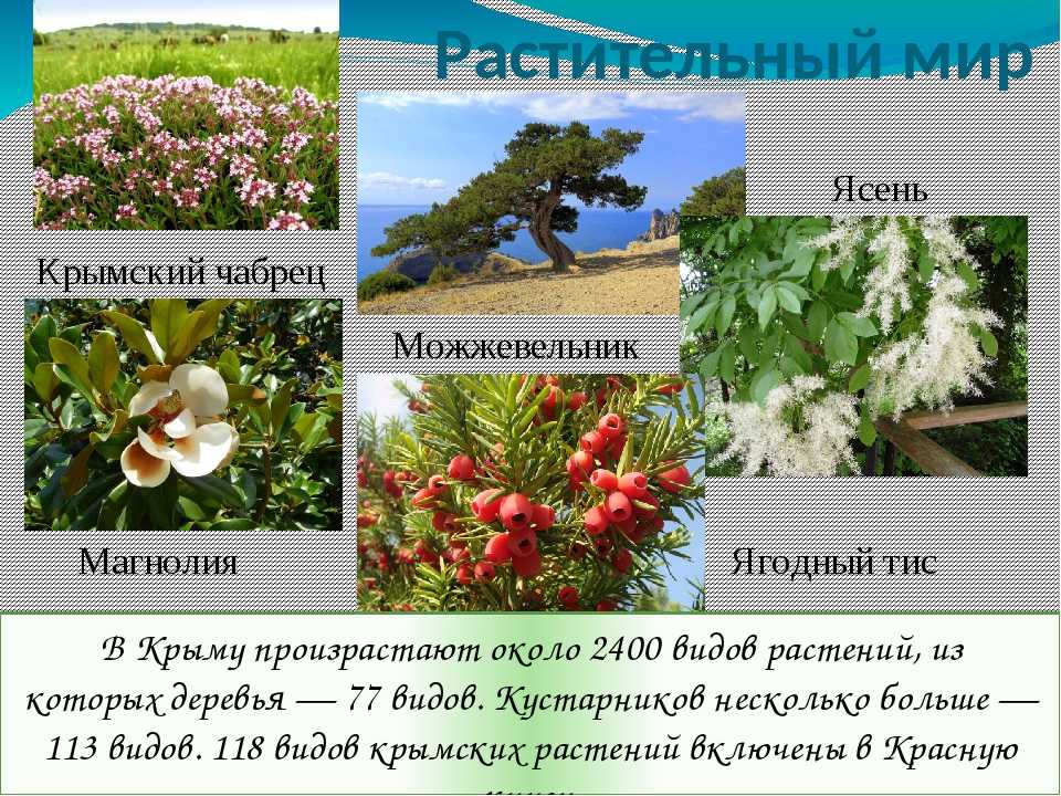 В Крыму насчитывается около 250 эндемичных растений, некоторые представители флоры являются реликтами ледникового периода