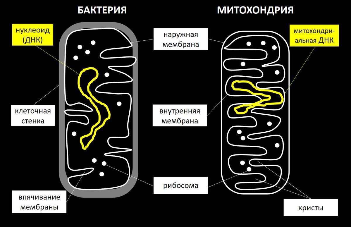 Клуб выпускников мгу: митохондрии - источник энергии клеток