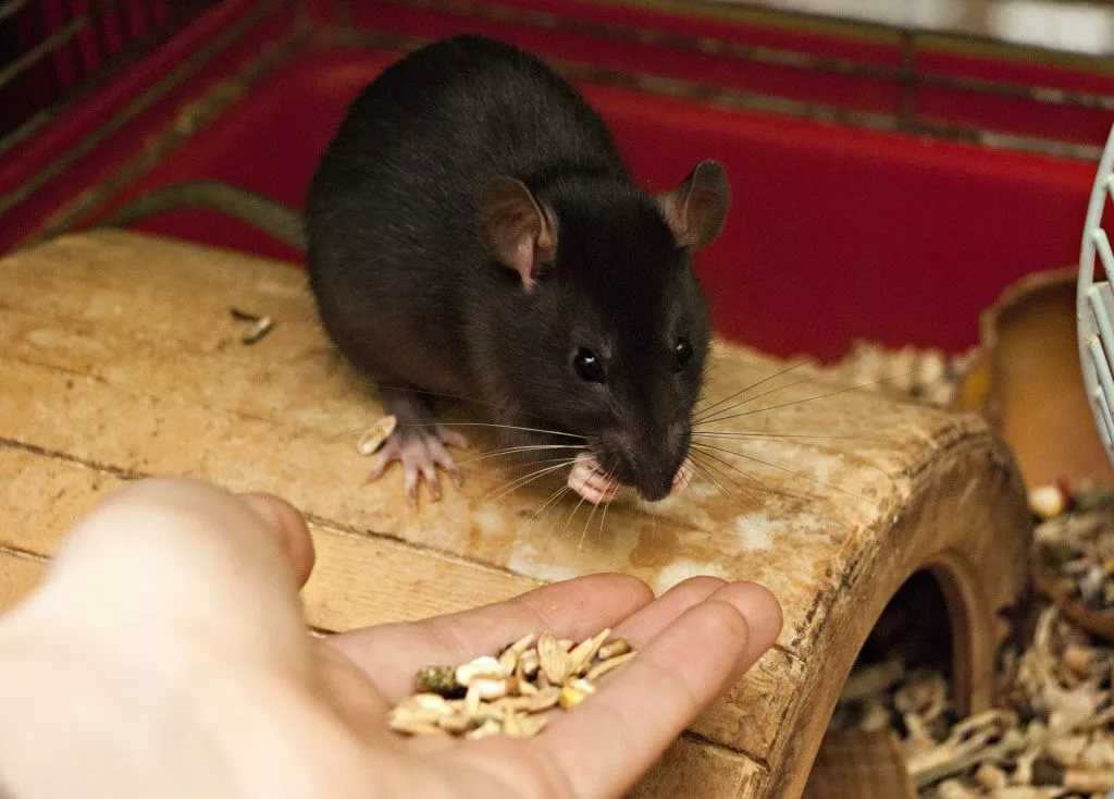 Чем кормить домашнюю крысу, что ест декоративная крыса