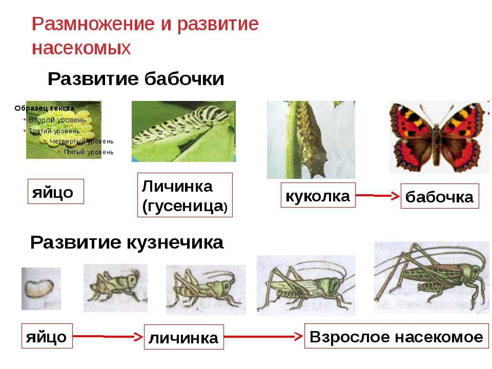 Личинки насекомых: фото, развитие, образ жизни, типы, названия