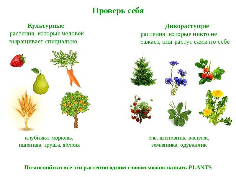 Виды и примеры дикорастущих и культурных растений