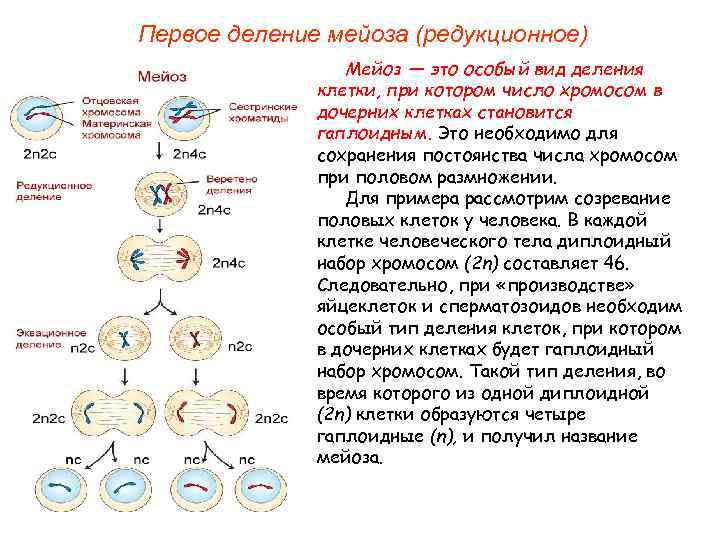 После первого деления. Биология 9 класс клеточный цикл митоз. Фазы митотического деления клетки. Деление клетки мейоз 1 фазы. Стадия жизненного цикла клетки схема.