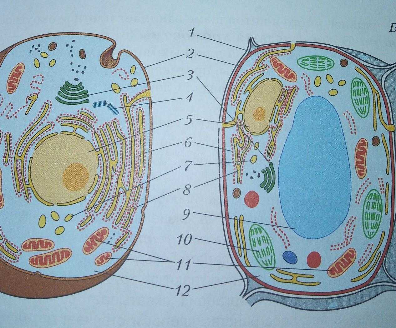 Клеточное ядро: особенности строения, функции ядра и значение для клетки