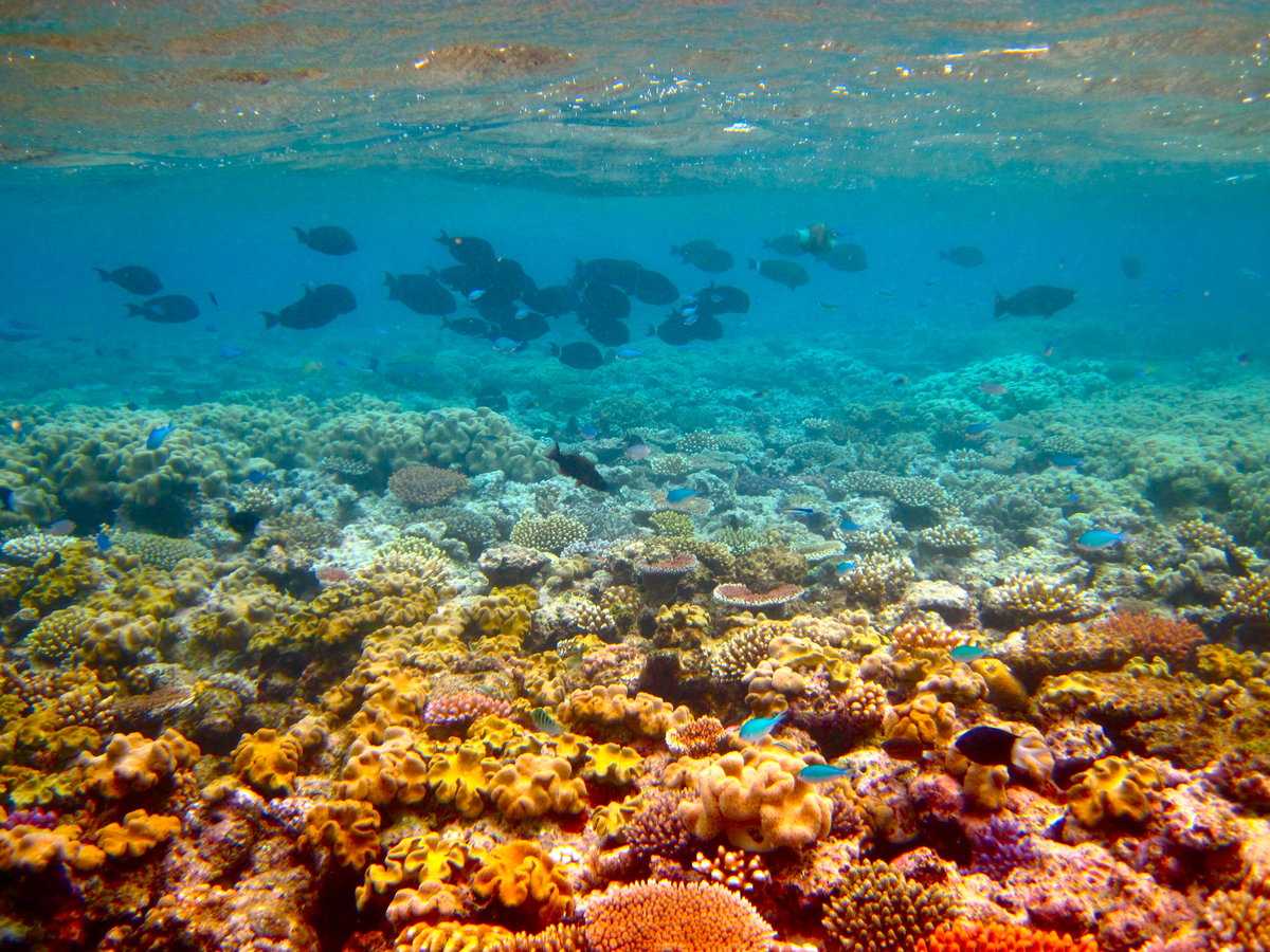 Интересные ответы на вопросы о коралловых рифах - zefirka