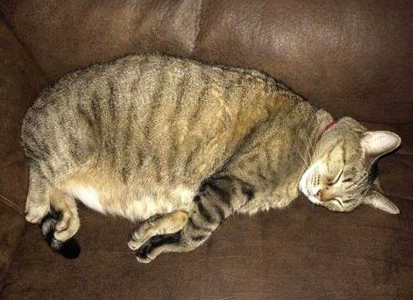 Камышовый кот (12 фото): можно ли держать дома, видео, описание