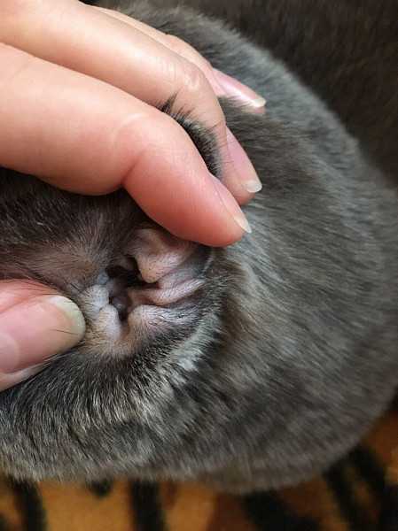 Папилломы у кошек: фото, причины и симптомы, лечение и профилактика