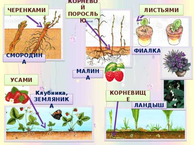 Процесс роста и развития растений - биология, 6 класс — природа мира