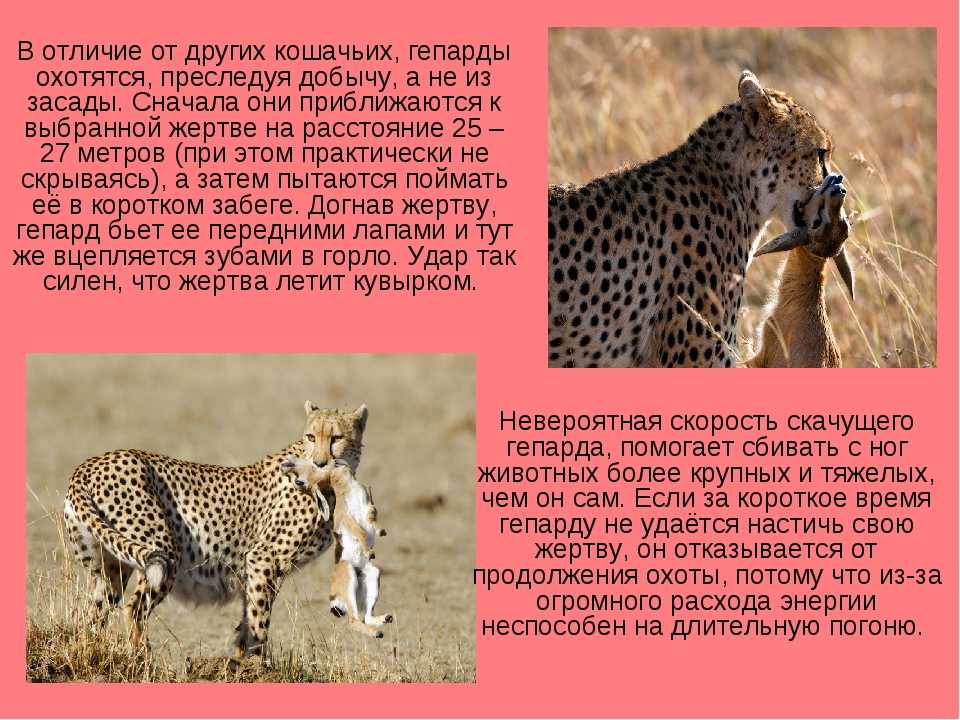 Гепард животное. образ жизни и среда обитания гепарда | животный мир
