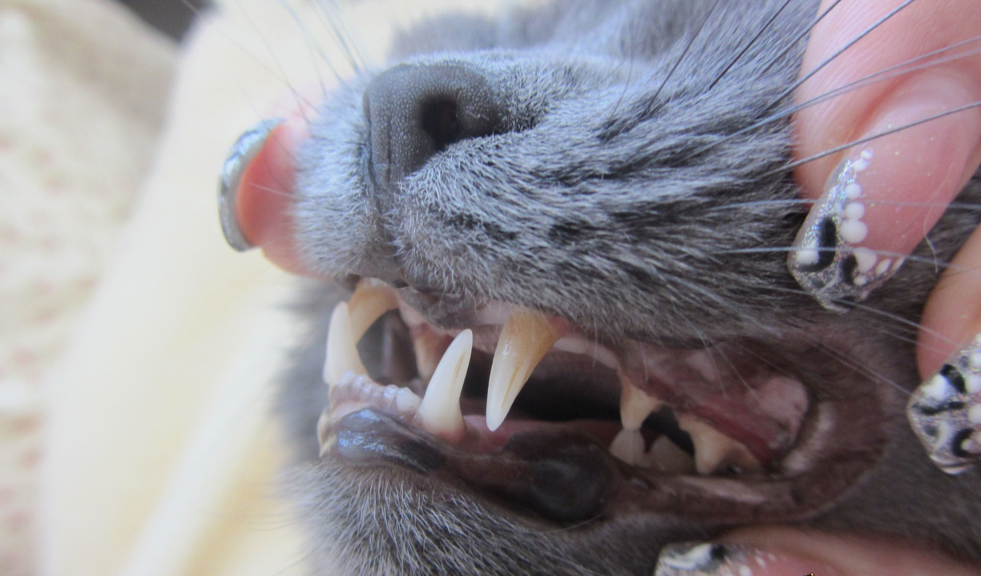 Гингивит у кошек: причины, симптомы и лечение | главная