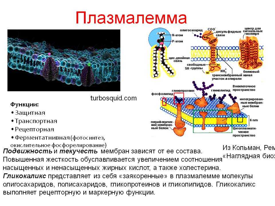 Молекула органического вещества эукариотической клетки. Плазматическая мембрана плазмалемма. Плазматическая мембрана плазмалемма функции. Клеочная мембрана иплазмолема. Строение и функции плазмолеммы клетки.